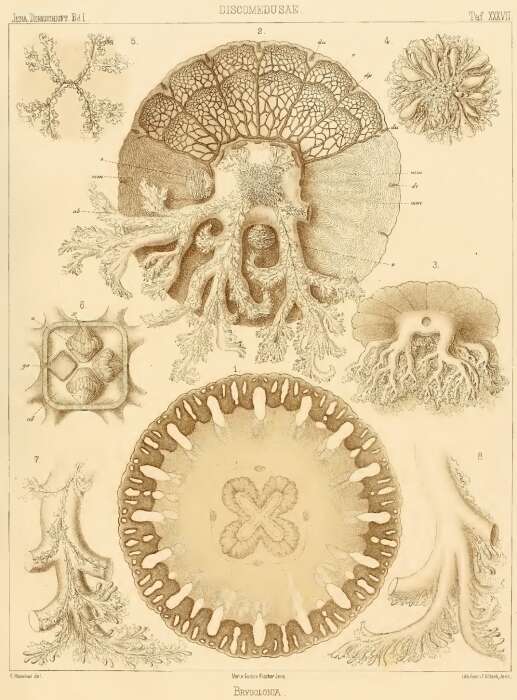 Image de Cassiopea ornata Haeckel 1880