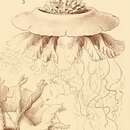 Image of Cephea conifera Haeckel 1880