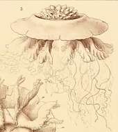 Imagem de Cephea conifera Haeckel 1880