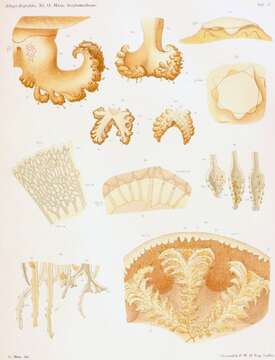 Image of Netrostoma coerulescens Maas 1903