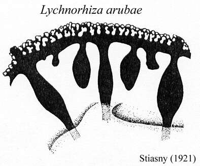 Image of Lychnorhiza arubae Stiasny 1920