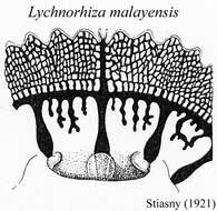 Image of Lychnorhiza malayensis Stiasny 1920