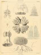 Image of Stomolophus Agassiz 1860