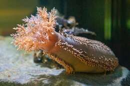 Image of Orange-footed sea cucumber
