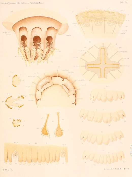 Слика од Crambione mastigophora Maas 1903