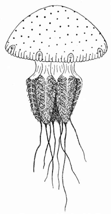 Image of Daktyliophorae Stiasny 1920