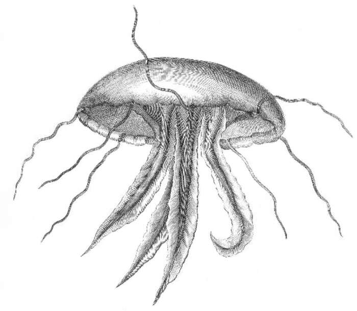 Image of Discomedusae Haeckel 1880
