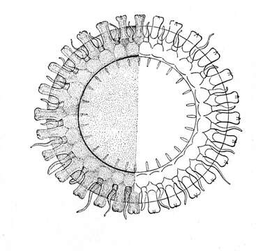 Image of Atolla verrillii Fewkes 1886