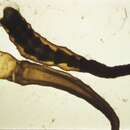 Слика од Nausithoe eumedusoides (Werner 1974)