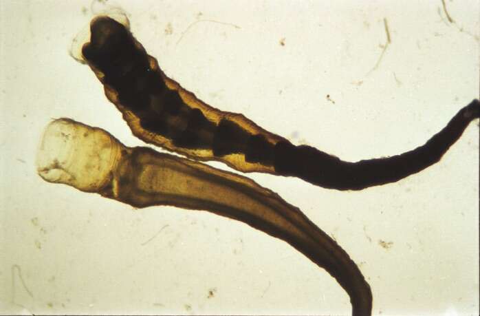 Image de Nausithoe eumedusoides (Werner 1974)
