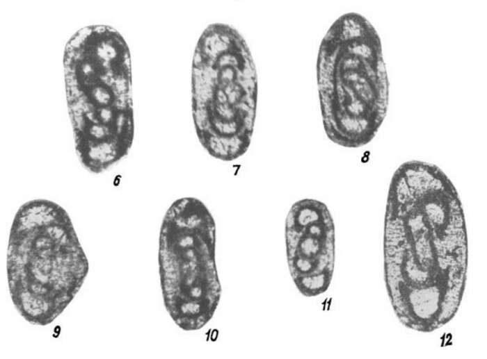 Image de Glomodiscus biarmicus Malakhova 1973