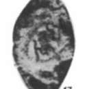 Image de Asteroarchaediscus baschkiricus (Krestovnikov & Theodorovich 1936)