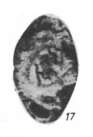 Image de Asteroarchaediscus baschkiricus (Krestovnikov & Theodorovich 1936)