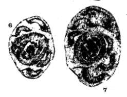 Image of Nodasperodiscus saleei (Conil & Lys 1964)