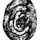 Image de Tournarchaediscus lysi Conil & Pirlet 1974