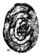 Image of Tournarchaediscus lysi Conil & Pirlet 1974