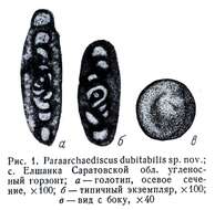 Image of Paraarchaediscus dubitabilis Orlova 1955