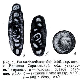Image of Paraarchaediscus dubitabilis Orlova 1955