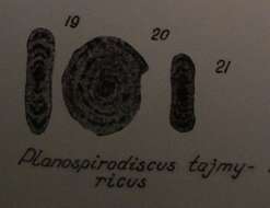 Image de Planospirodiscus taimyricus Sosipatrova 1962