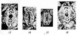 Image of Permodiscus vetustus Dutkevich ex Chernysheva 1948