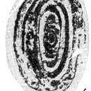 Image of Quasiarchaediscus pamirensis Miklukho-Maklay 1960