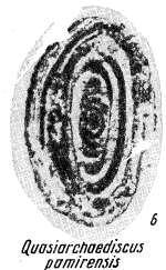 Image of Quasiarchaediscus pamirensis Miklukho-Maklay 1960