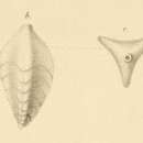 Слика од Triplasia murchisoni Reuss 1854