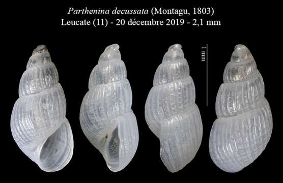 Image of Parthenina decussata (Montagu 1803)