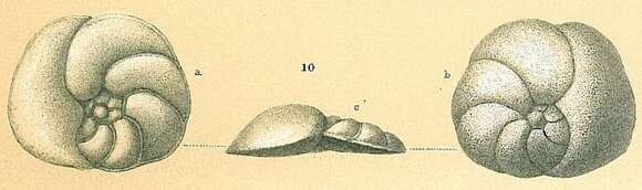 Image of Rosalina subbertheloti (Cushman 1924)