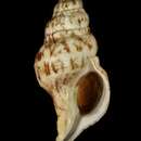 Image of Euthria cornea (Linnaeus 1758)