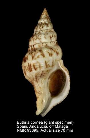 Imagem de Euthria cornea (Linnaeus 1758)