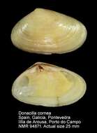 Image de Donacilla Philippi 1836