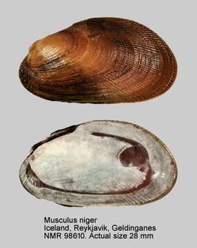 Image of black musculus