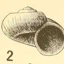 Image de Moelleriopsis sincera (Dall 1890)