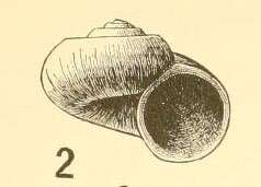 Image de Moelleriopsis sincera (Dall 1890)