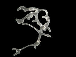 Image of Mediterranean branching placozoan