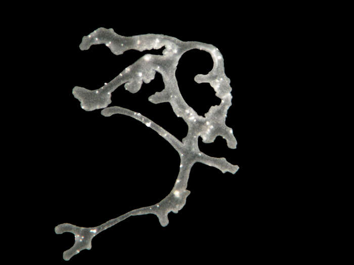 Image of placozoans