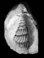 Image of Anchura raritanensis Richards 1943