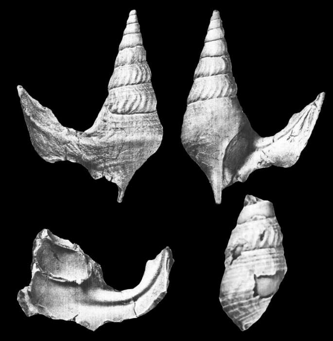 Image of Anchura turricula Stephenson 1952