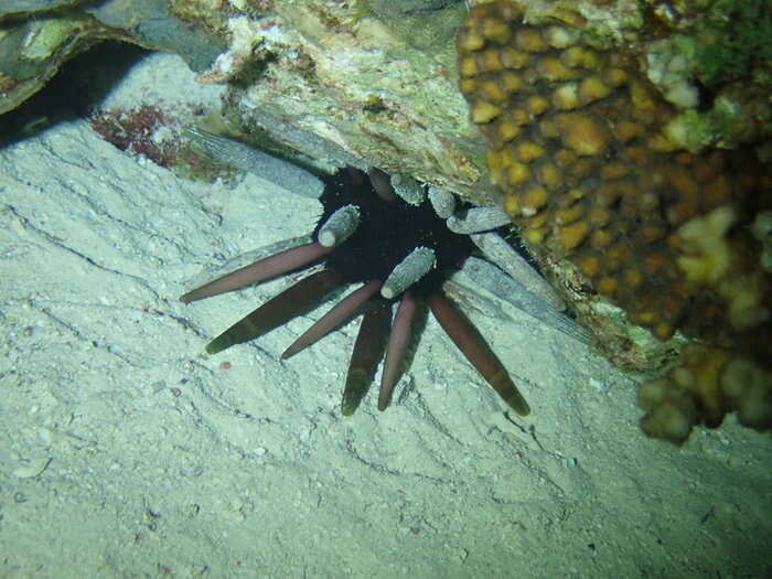 Image of Imperial urchin