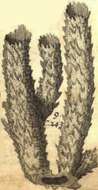 Image of Callyspongia subgen. Cladochalina Schmidt 1870