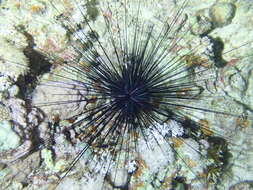 Image of Long-spined sea urchin