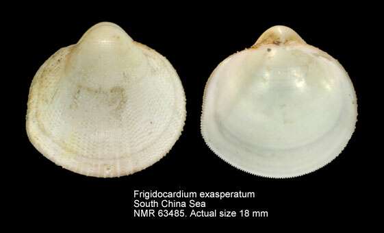 Image of Frigidocardium eos (Kuroda 1929)
