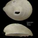 Image of Veleropilina reticulata (Seguenza 1876)