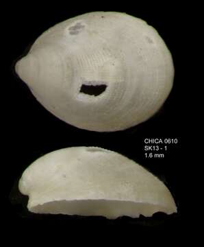 Слика од Veleropilina reticulata (Seguenza 1876)