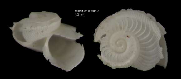 Image of Anatoma micalii Geiger 2012