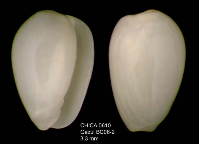 صورة Gibberula turgidula (Locard & Caziot 1900)