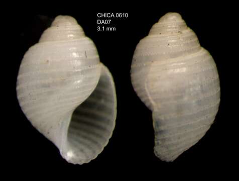 Image of Acteon monterosatoi Dautzenberg 1889