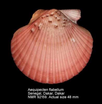 Image of African fan scallop