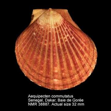 Image of Aequipecten commutatus (Monterosato 1875)